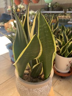Snake Plant 🪴