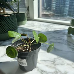 Chinese Money Plant In 3.5” Nursery Pot