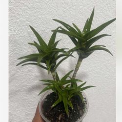Aloiampelos ciliaris Live Plant Available 4”