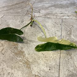 Variegated Burle Marx Plant Cutting (pls Read Description Below)