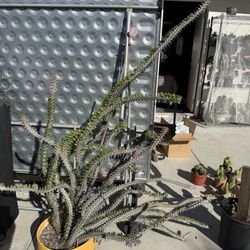 Madagascar Ocotillo 