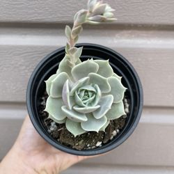 4” Echeveria Lola