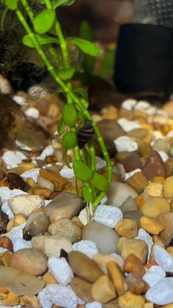 Baby Asas. Snail Decor
