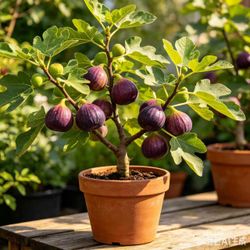 1-Gallon Fig Tree Plant – Healthy Fruit-Bearing Fig Starter