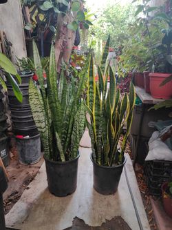 Snake Plant