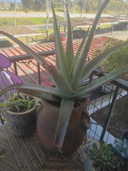 Aloe Plant