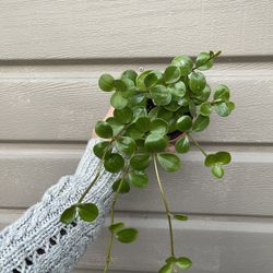 4” peperomia hope