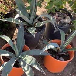 $10 Each Beautiful Potted Agave Succulent Live Plants  Cash only