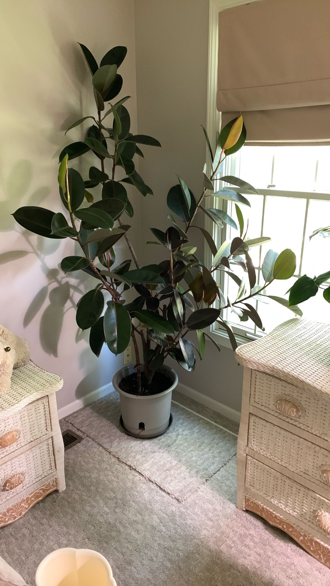 Ficus Plant