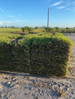 Saint Augustine Grass Pasto Césped
