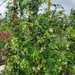 Start Jasmine 