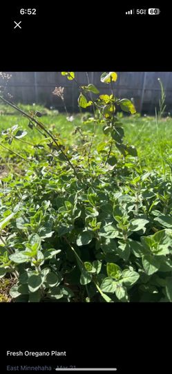 Oregano plant