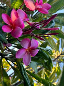 Plumeria cuttings