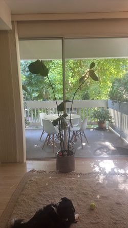 Fiddle Leaf Fig >6ft