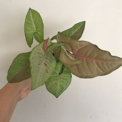 Beautiful Pink Confetti Syngonium Plant