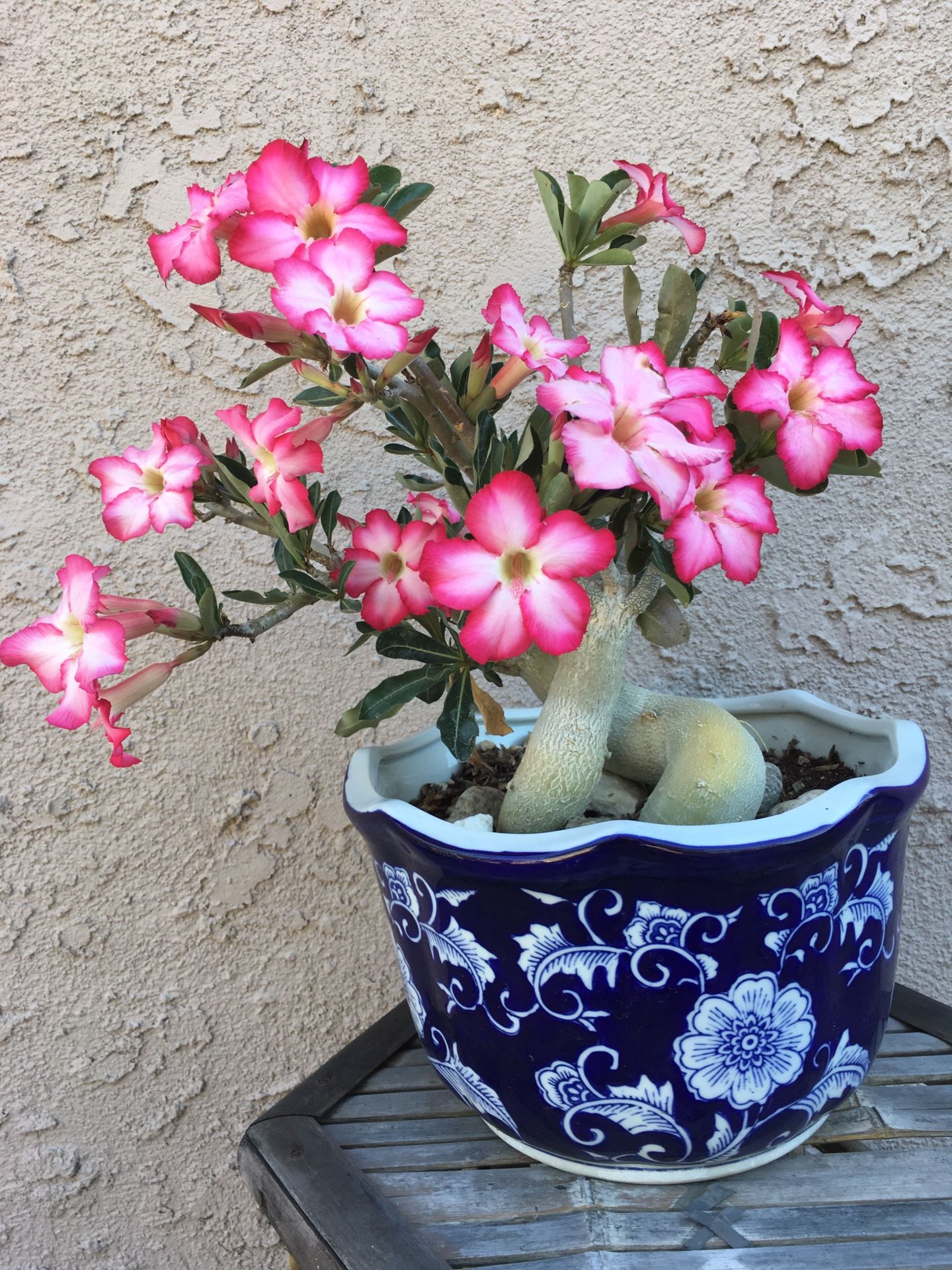 Beautiful and very charming desert rose