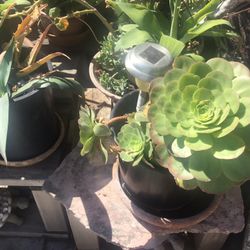 Agave And Succulents In 5 Gallon Pots 