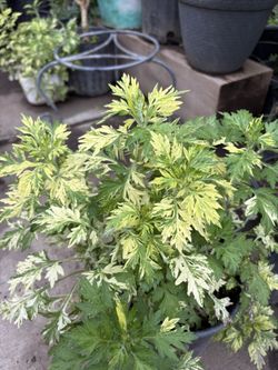 Artemisa Bulgaris Variegada