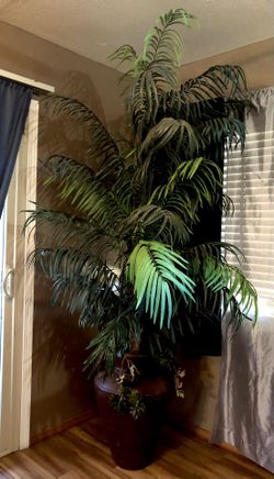 Big Palm