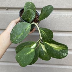 4” variegated hoya obovata