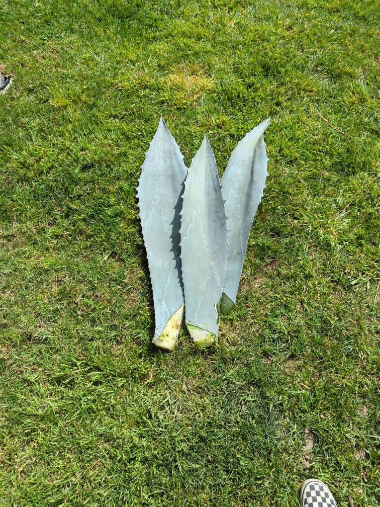 Pencas De Maguey