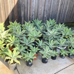 Agave attenuata Ray of light  / Agave attenuata Foxtail / Plant