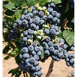 Emerald Blueberry Fully Grown Plant In 2 Gallon Pot