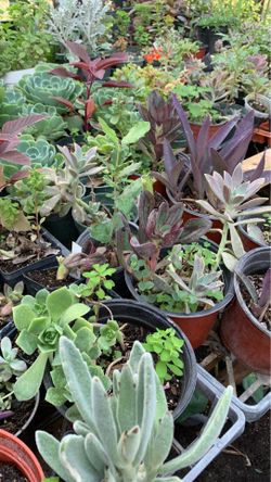 Large succulent plant on sale