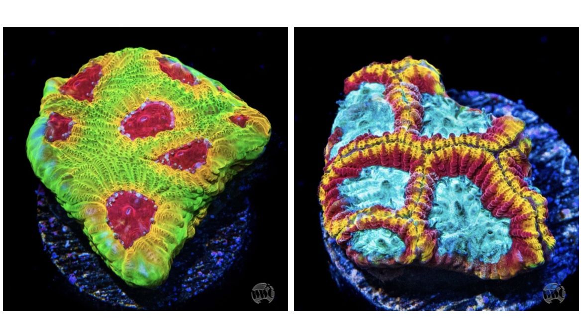 aquacultured corals for Sale in Las Vegas, NV OfferUp