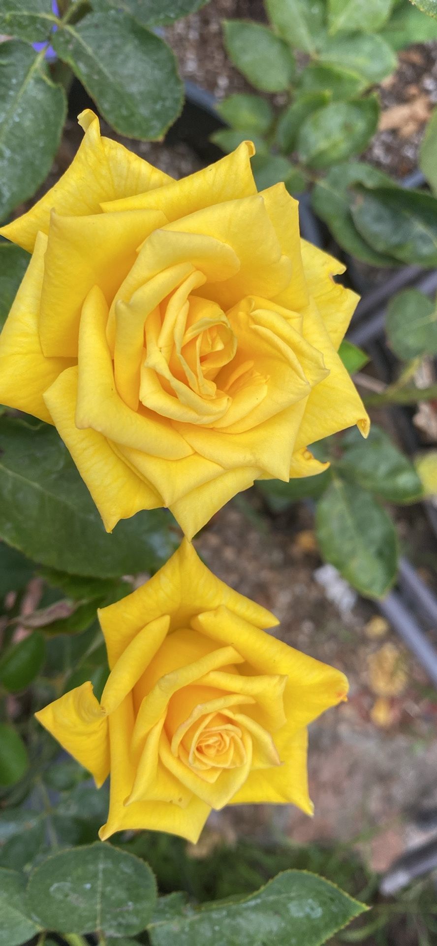 Rosal Amarillo