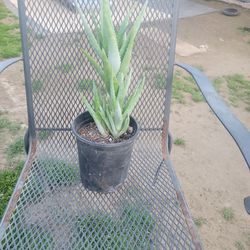 Aloe Plant