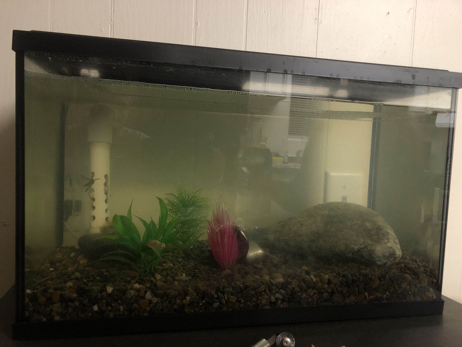 10 Gallon Aquarium 