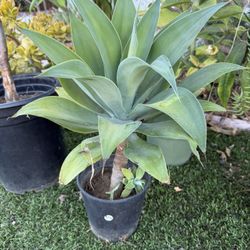 Foxtail Agave Plant In 1 Gallon Pot 