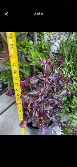 Huge 5 gallon pot Iresine (blood leaf plant) 95820