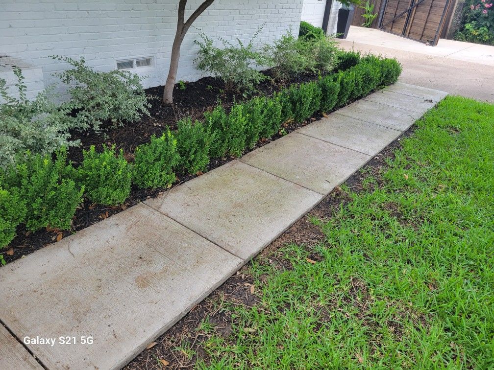 Plants And Shrubs