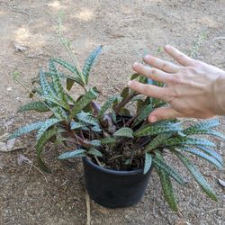 Silver Squill Plant