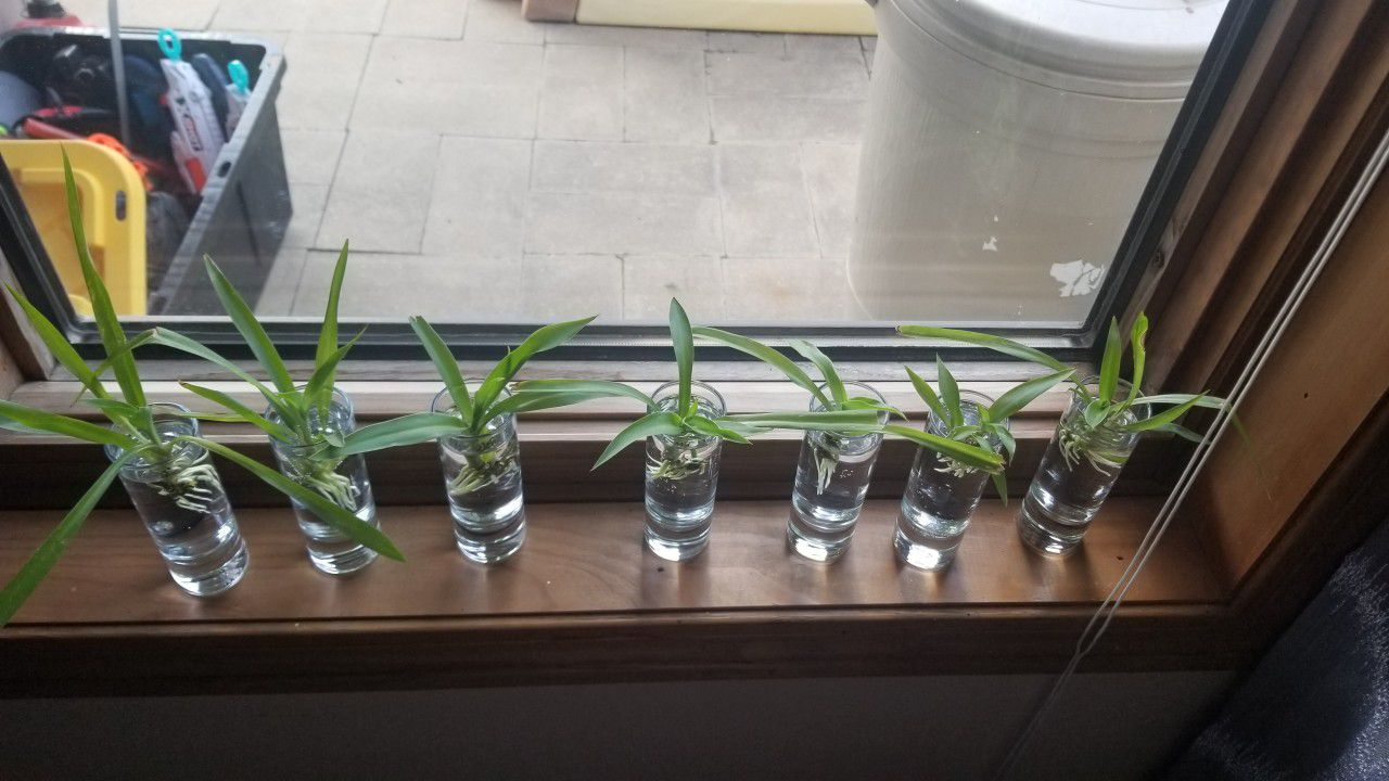Spider Plant Babies 