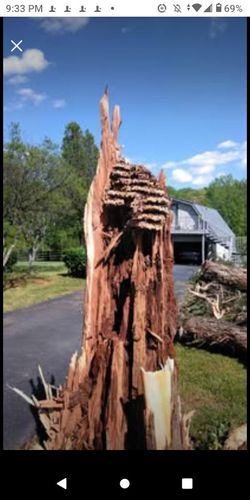 Japanese Hornets Nest