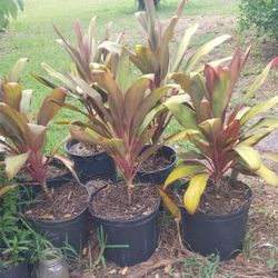 Three sisters plants