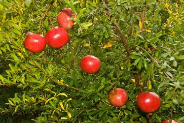 Fruiting Variety of Pomegranate Tree