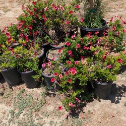 Plants