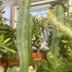 Blue Cactus 🌵 