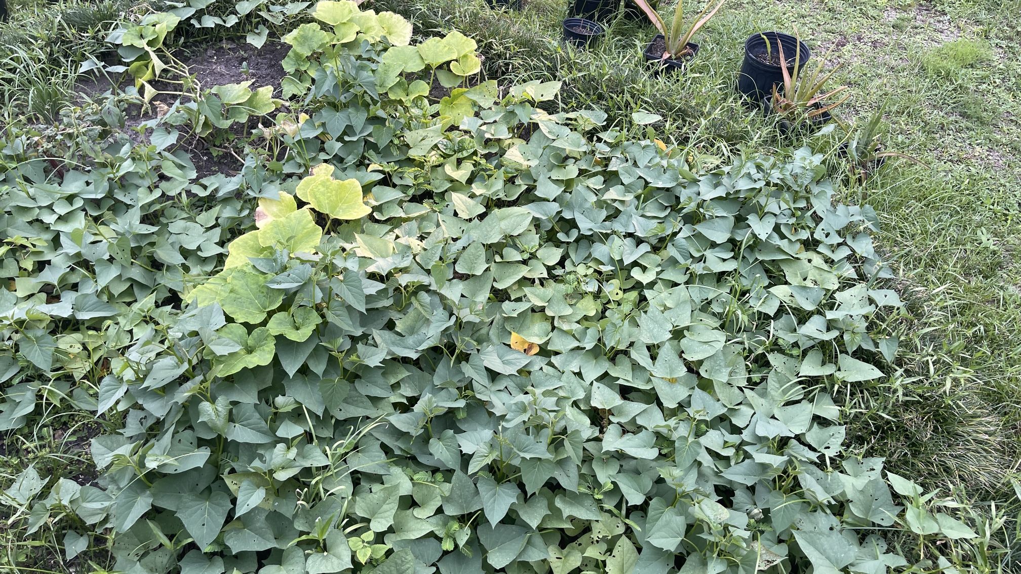 🥬 Fresh sweet potato leaves