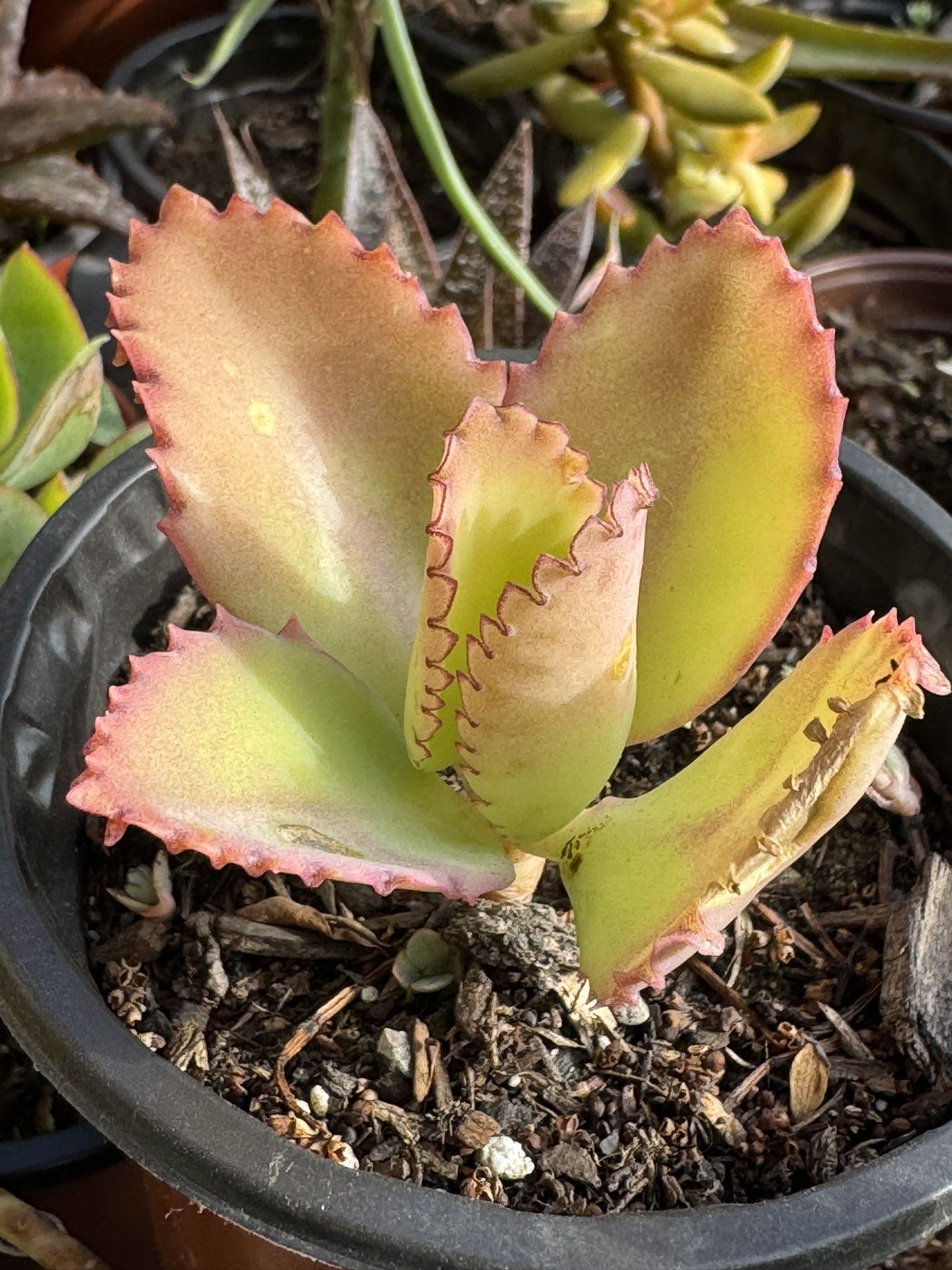 Succulents Plants 4”pot 