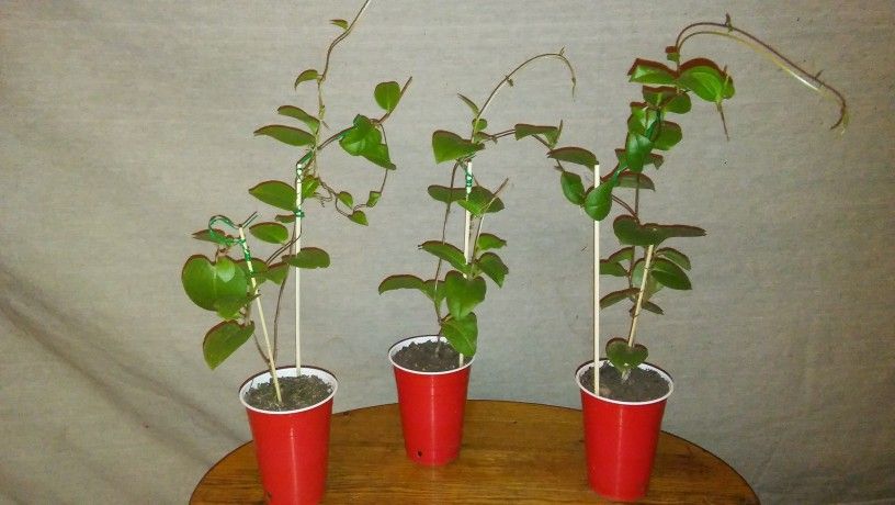 The Farming Poet - LIVE POTTED Vegetable PLANT -One 8" MALABAR SPINACH - BASELLA ALBA