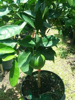 Lemon lime, orange tangerine tangelo kumquat and grapefruit. Most are fruiting