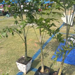 Fishtel Palms Price Is Different 