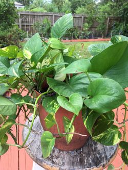 This pretty pothos ivy plant ! Just $14 !easy care !