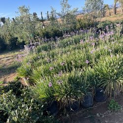 Daylilies 5-Gallon
