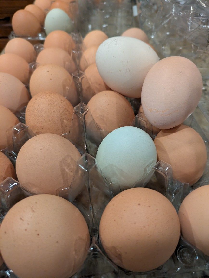 ππΏ Pasture-Raised Chicken Eggs: $3/half dozen π₯